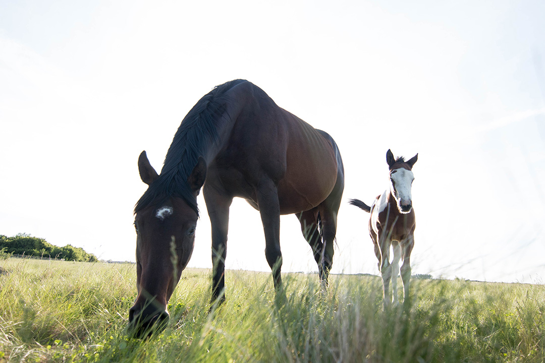 Recent funding to animal health research at the WCVM could help prevent pregnancy loss in mares. Photo by Caitlin Taylor.